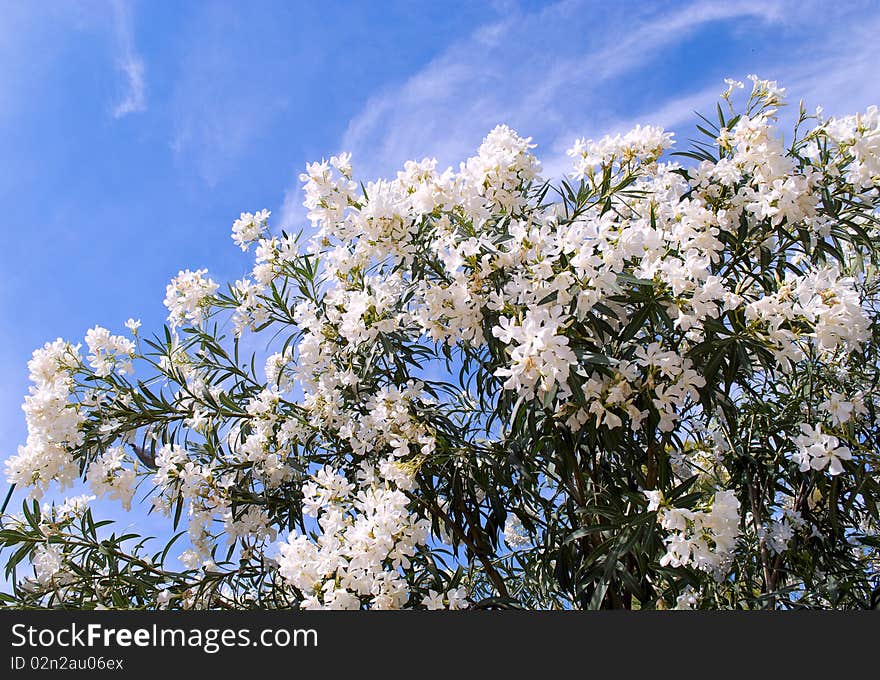 Flowering tree.