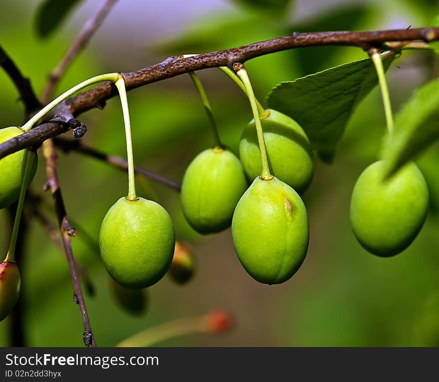 Plum on a branch