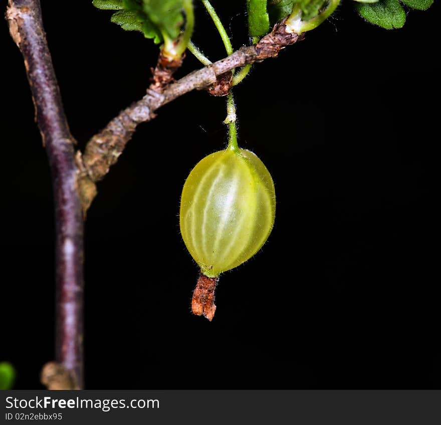 Green Gooseberry