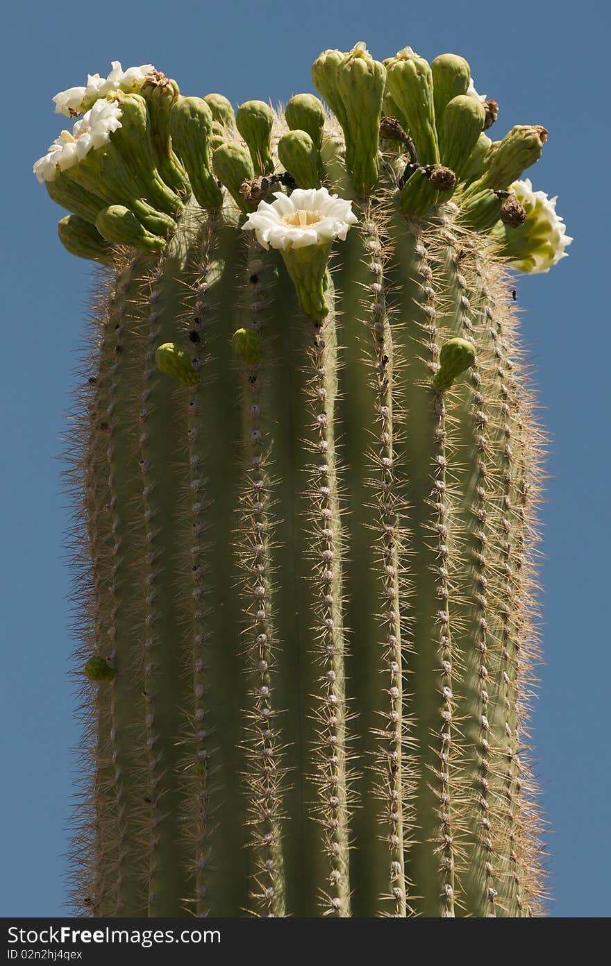 Blooming Tall Saguaro