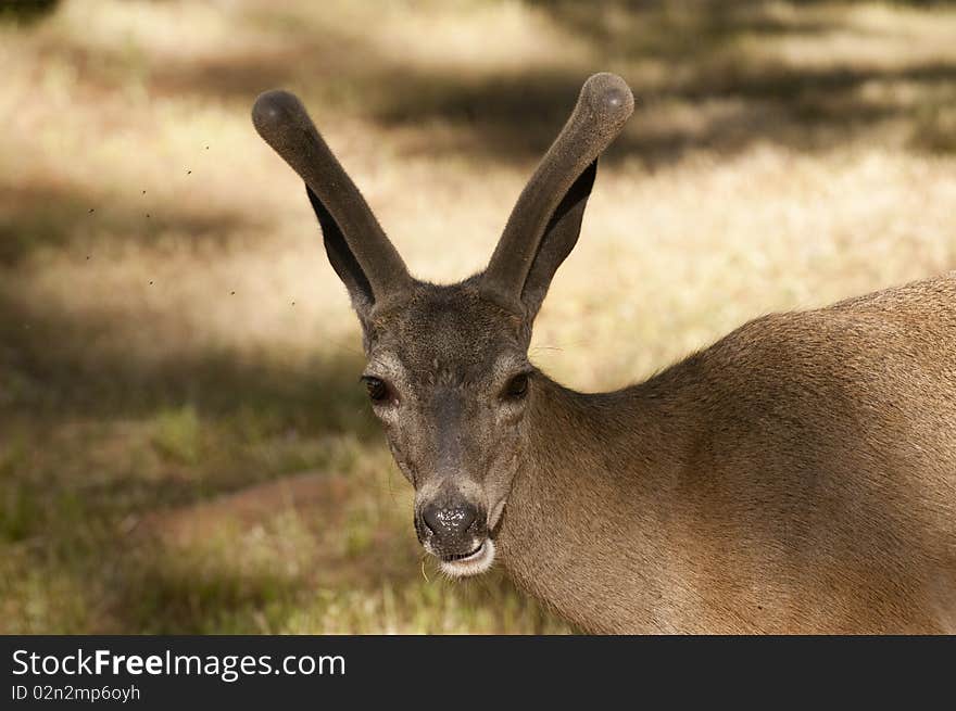 Closeup of a male Californian Black-tailed deer with insects flying around his head