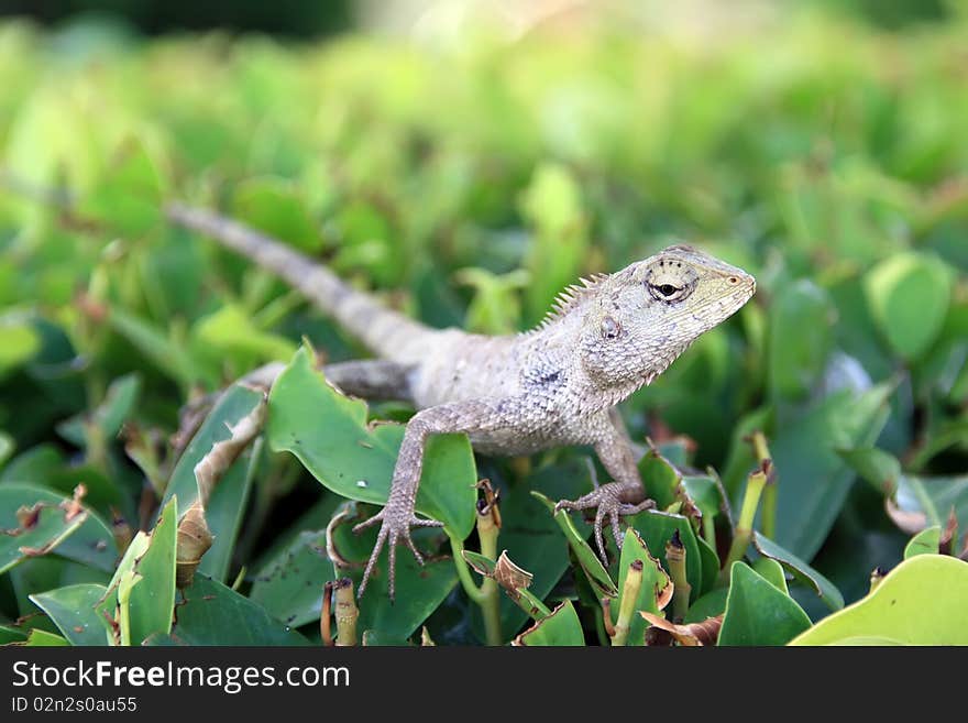 Small lizards in the zoo