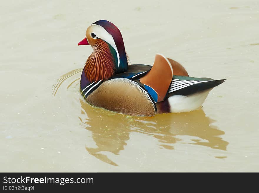 Colorful duck