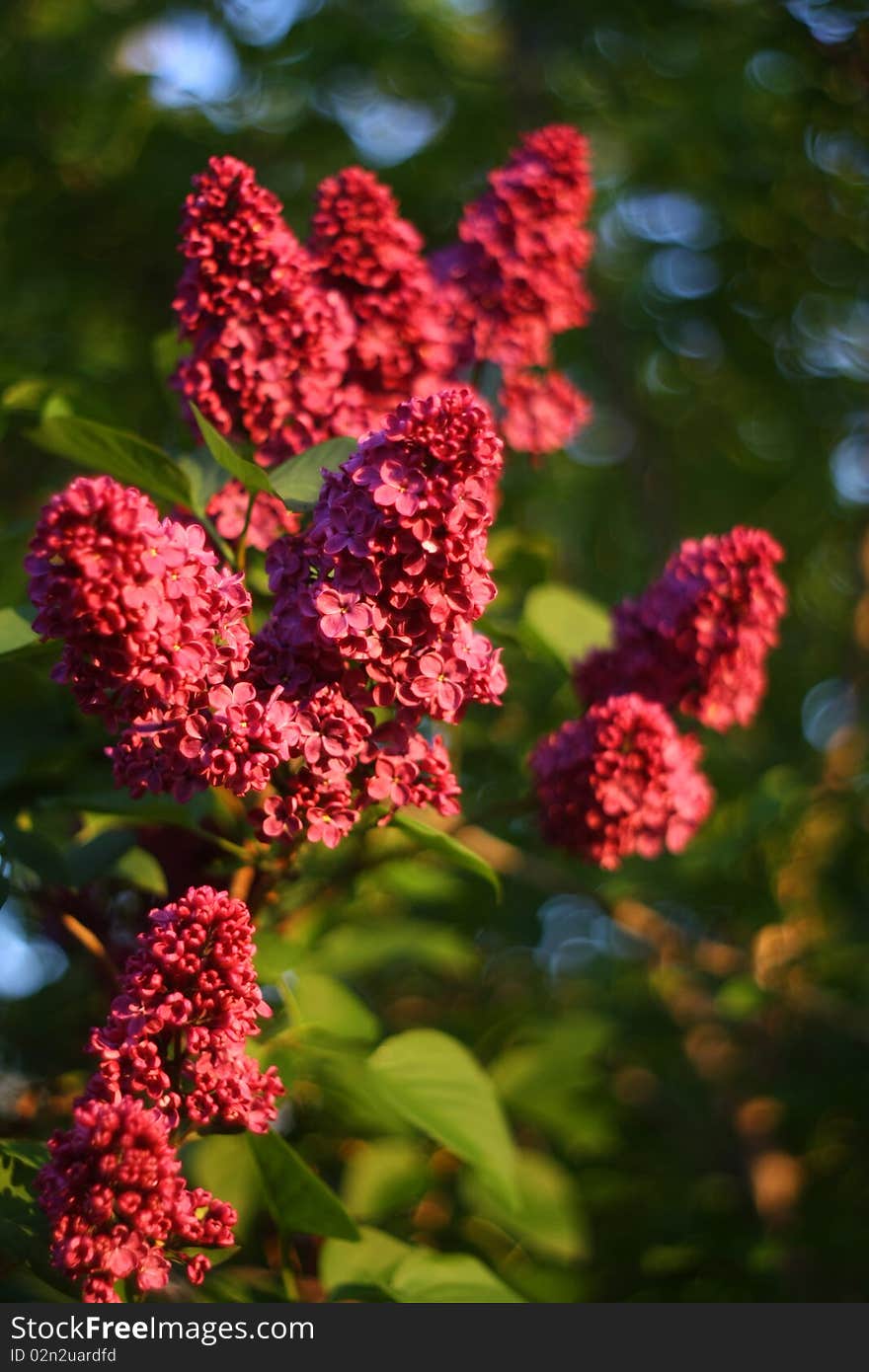 Siren Flowers