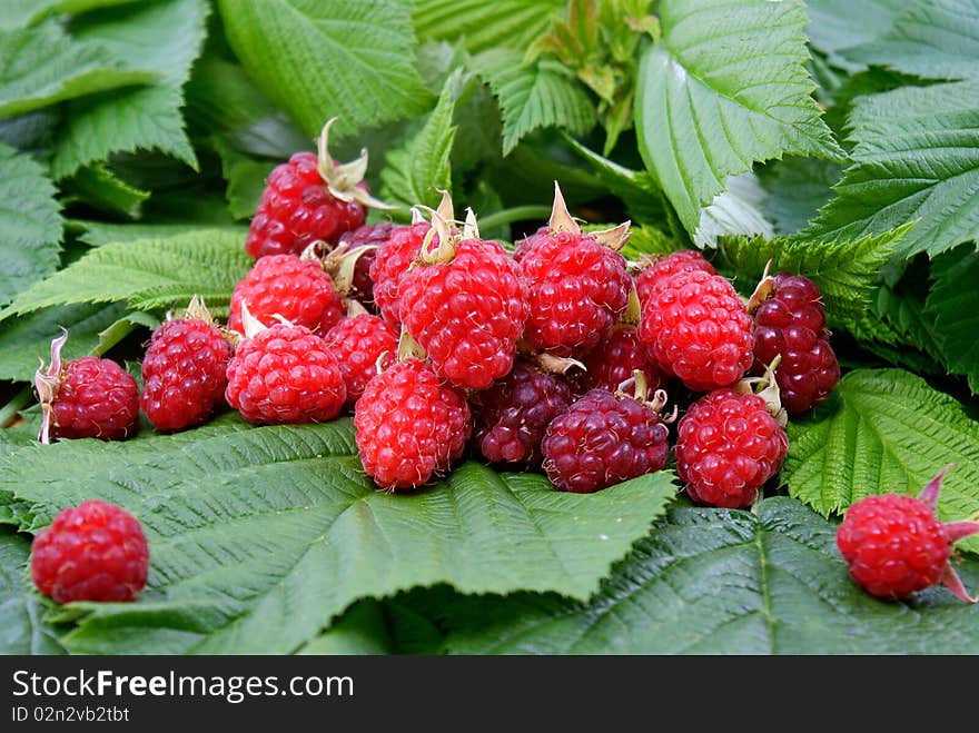 Appetizing raspberry