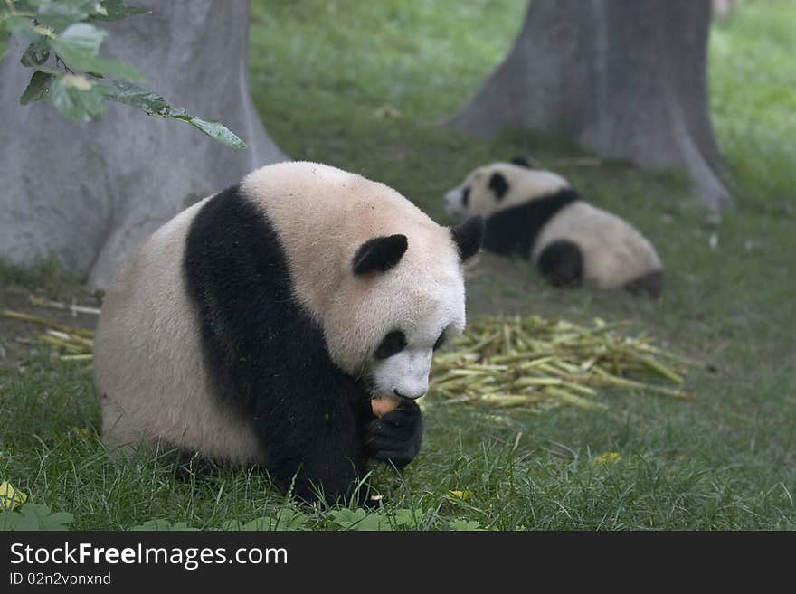 While an adult panda is eating an apple a cub panda is playing. While an adult panda is eating an apple a cub panda is playing.