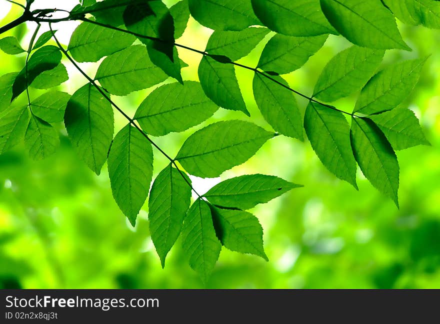 Green leaves in city park in the spring afternoon