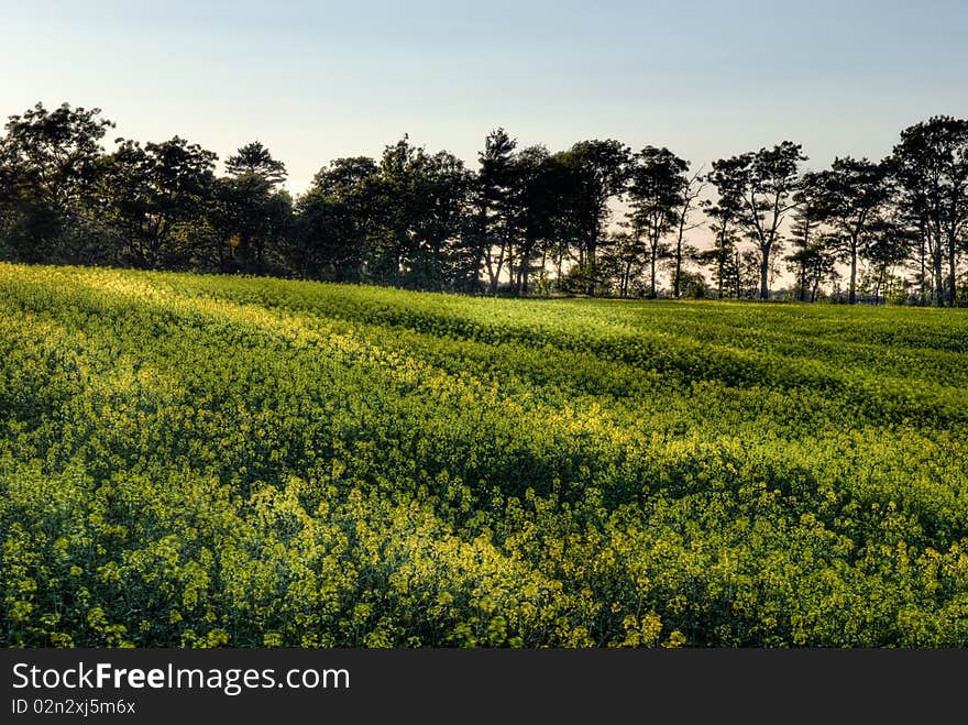 Canola Field At Sunset