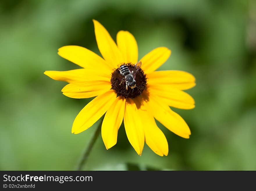 Close up of a black eyed susan flower with a bee in the center. Close up of a black eyed susan flower with a bee in the center