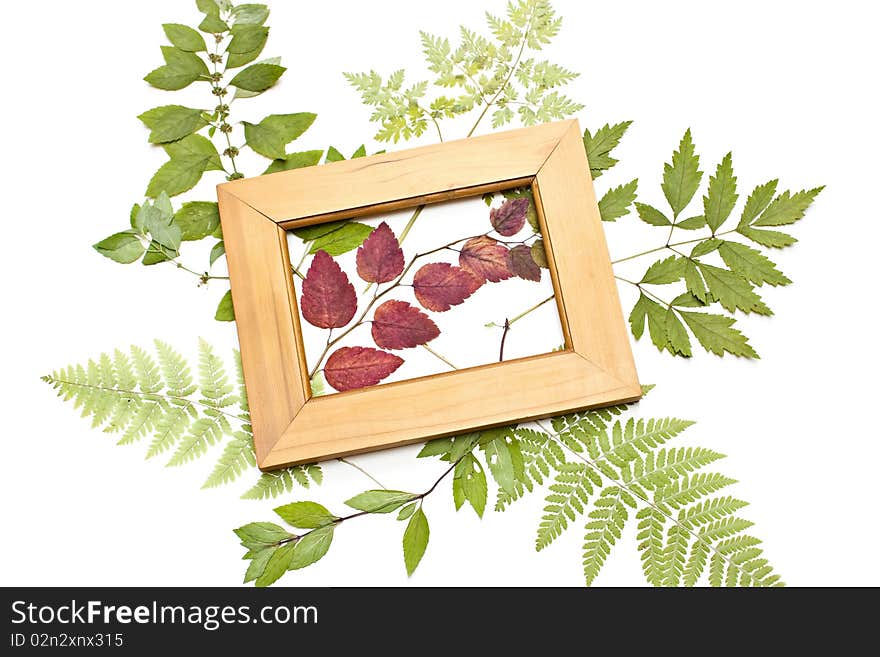 The dried plants and frame on a white background.