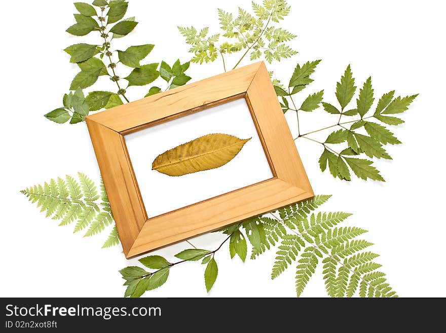 Dried leaf in a frame on a natural background