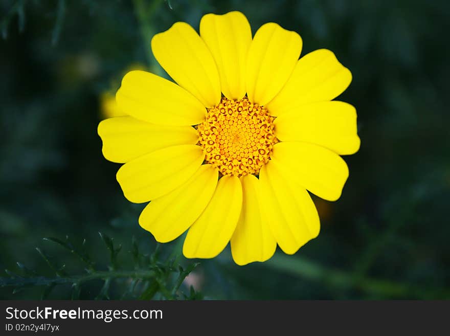 Yellow daisy on dark background.