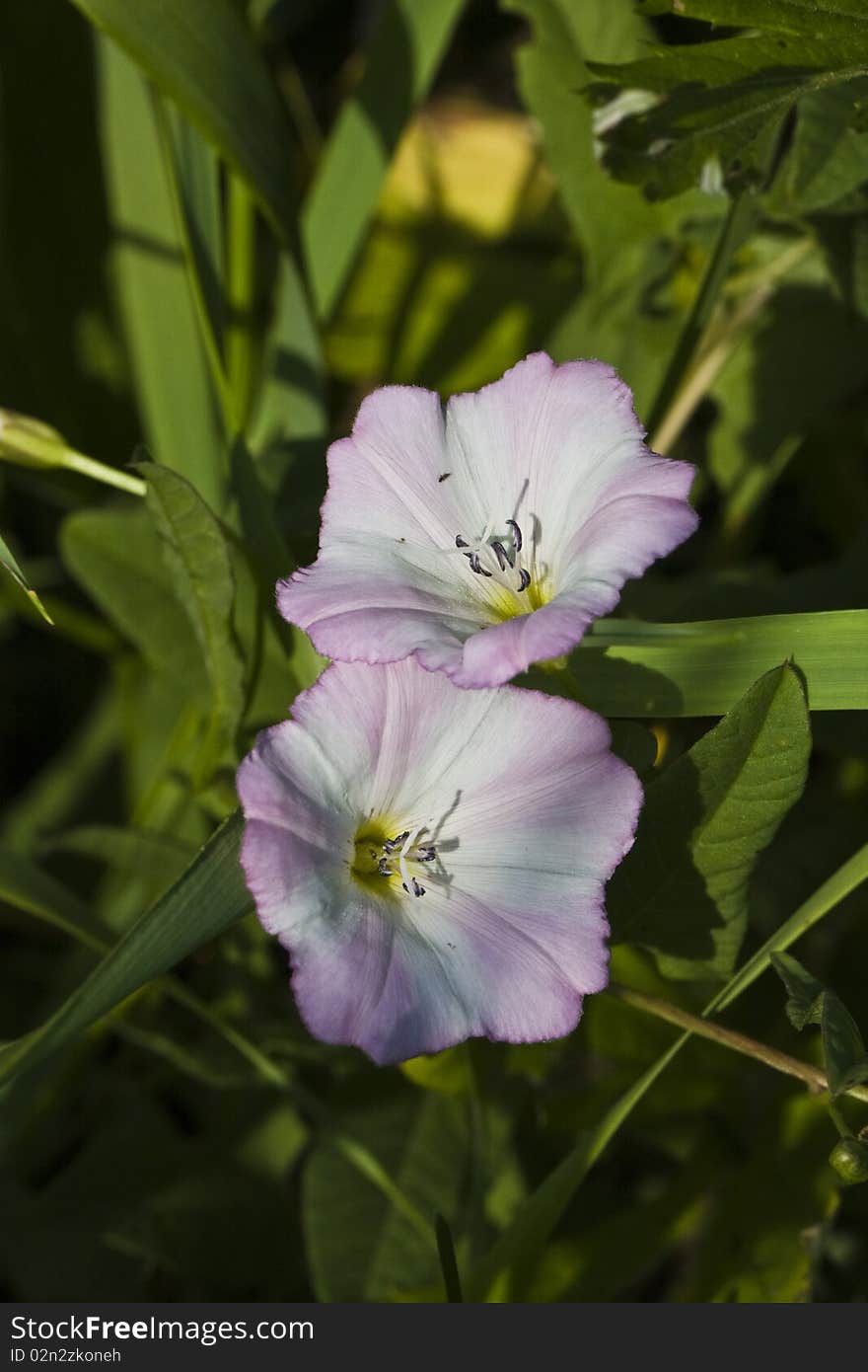 Bindweed  flowers