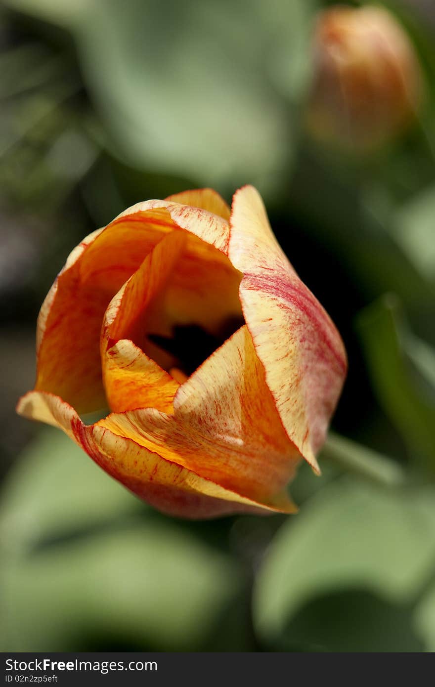 Spring Tulip red tulip red