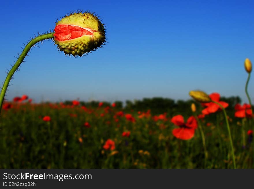 Poppy s field, blue sky and green grass