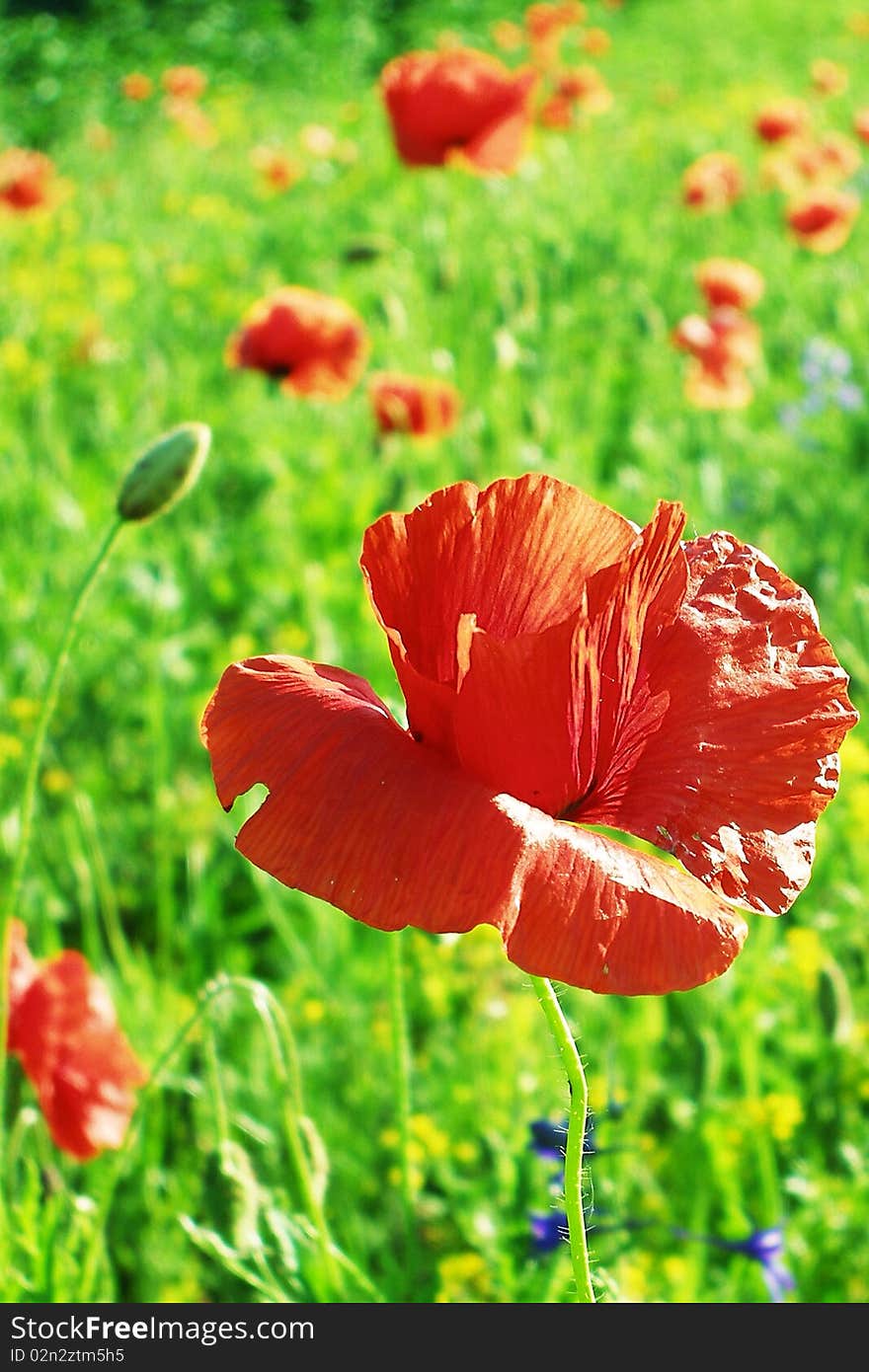 Poppies flowers red plants nature. Poppies flowers red plants nature