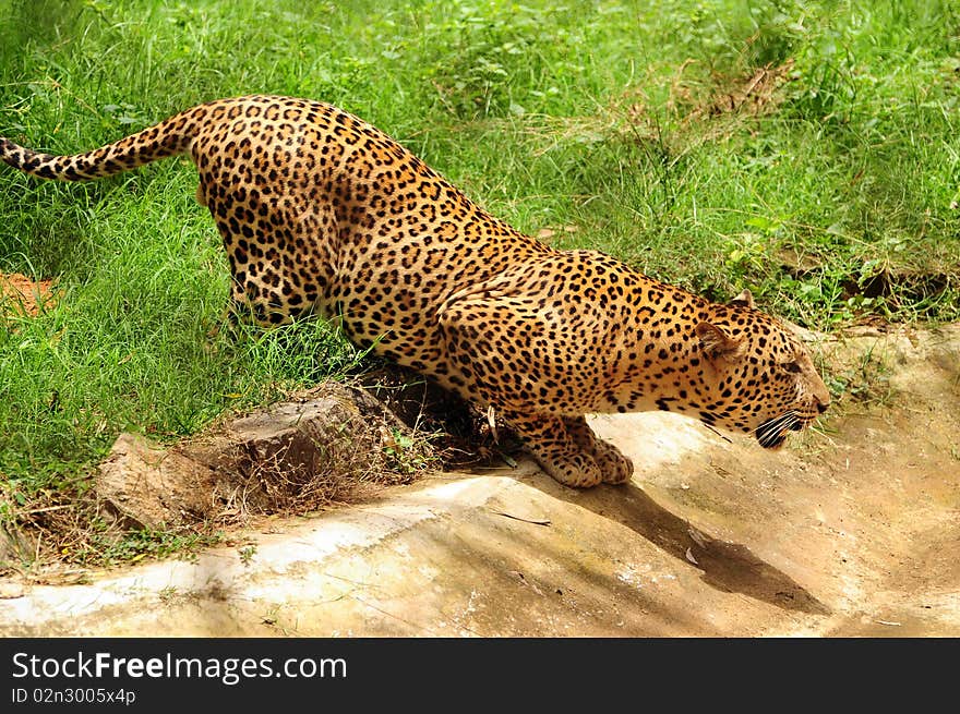 Leopard drinking water