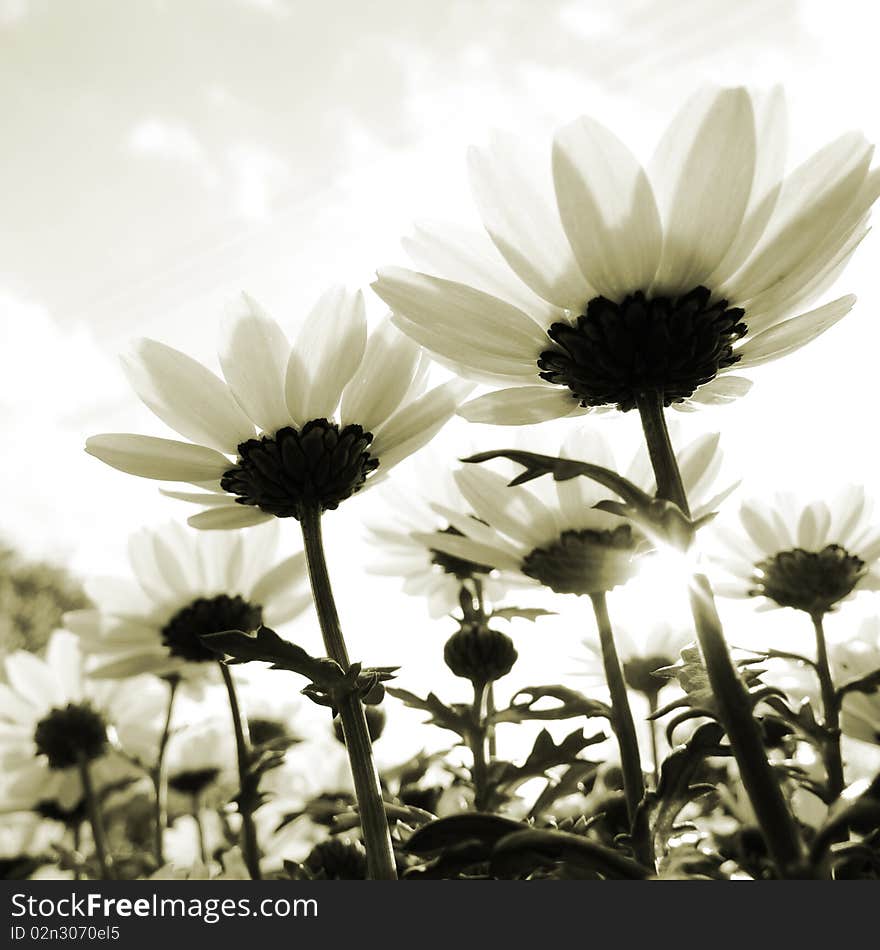 Flowers Shooting Up Into The Sky