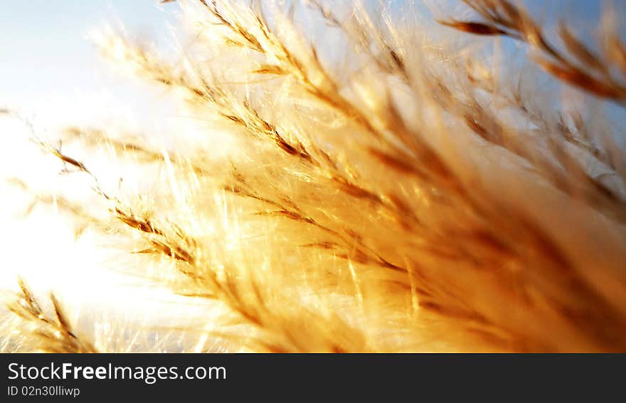 Illuminated Silver Grass