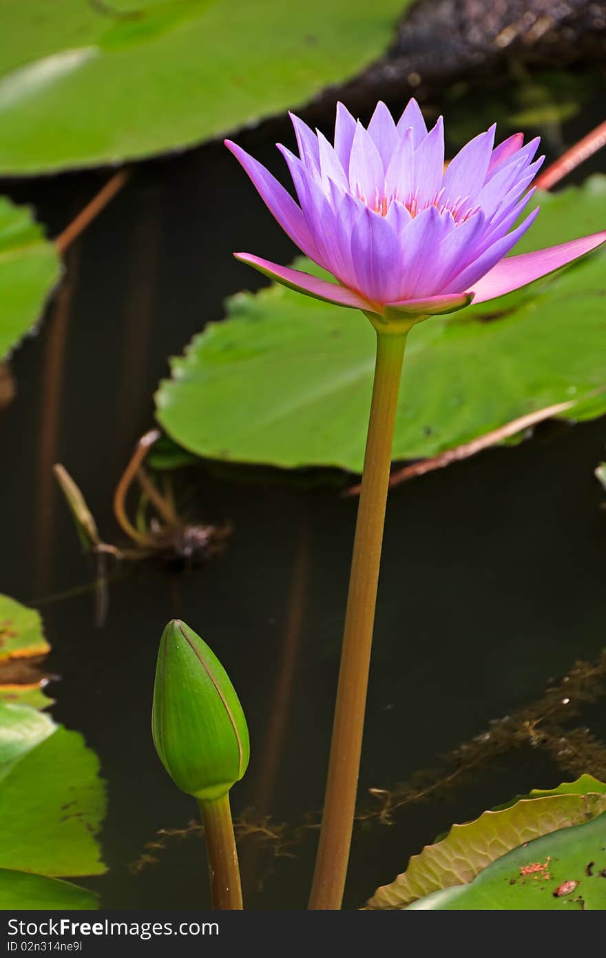 Lotus