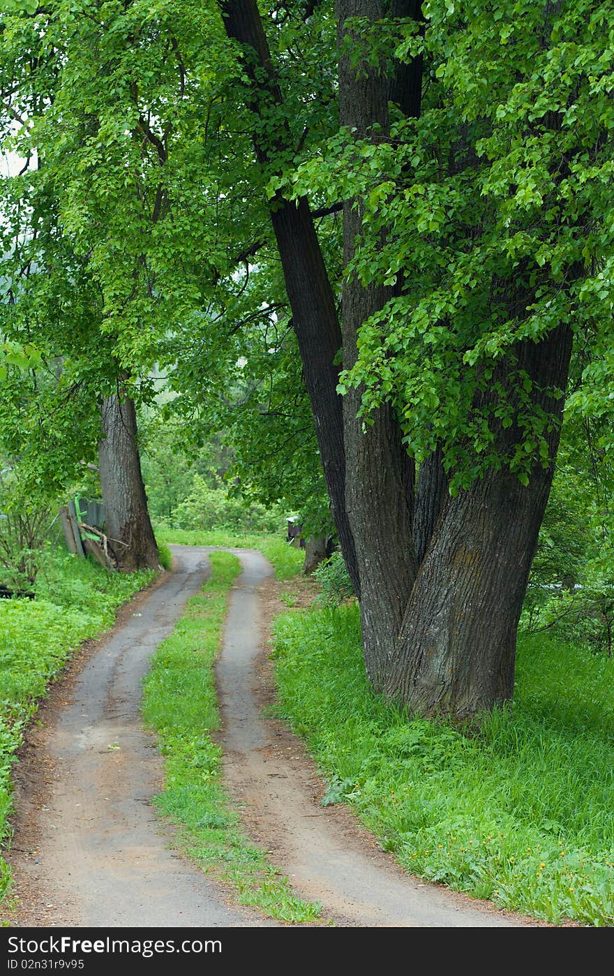 Dirt road and green trees with juicy leaves. Dirt road and green trees with juicy leaves