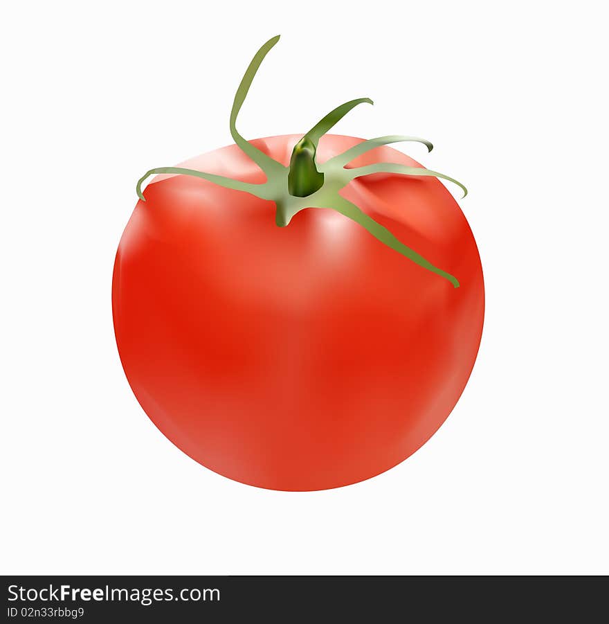 The isolated illustration of a tomato on a white background