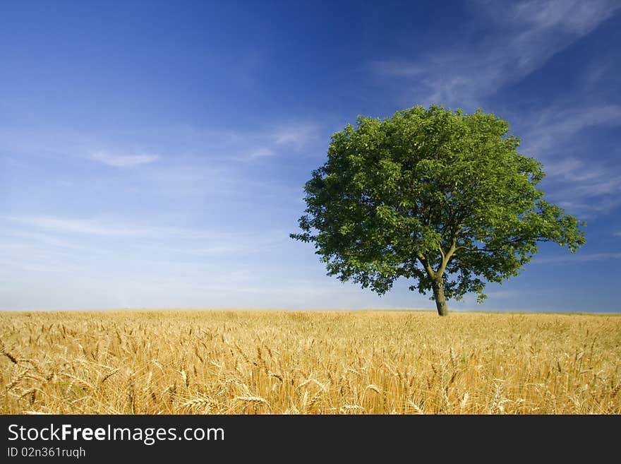 Lonely tree in a field on blue sky