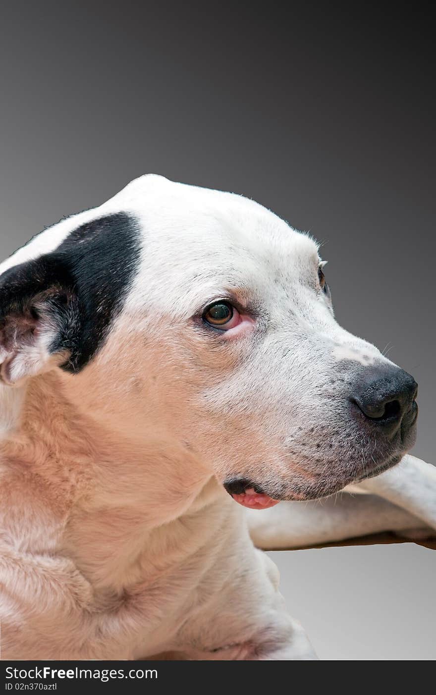 Argentinian Dog isolated on gray background. Argentinian Dog isolated on gray background