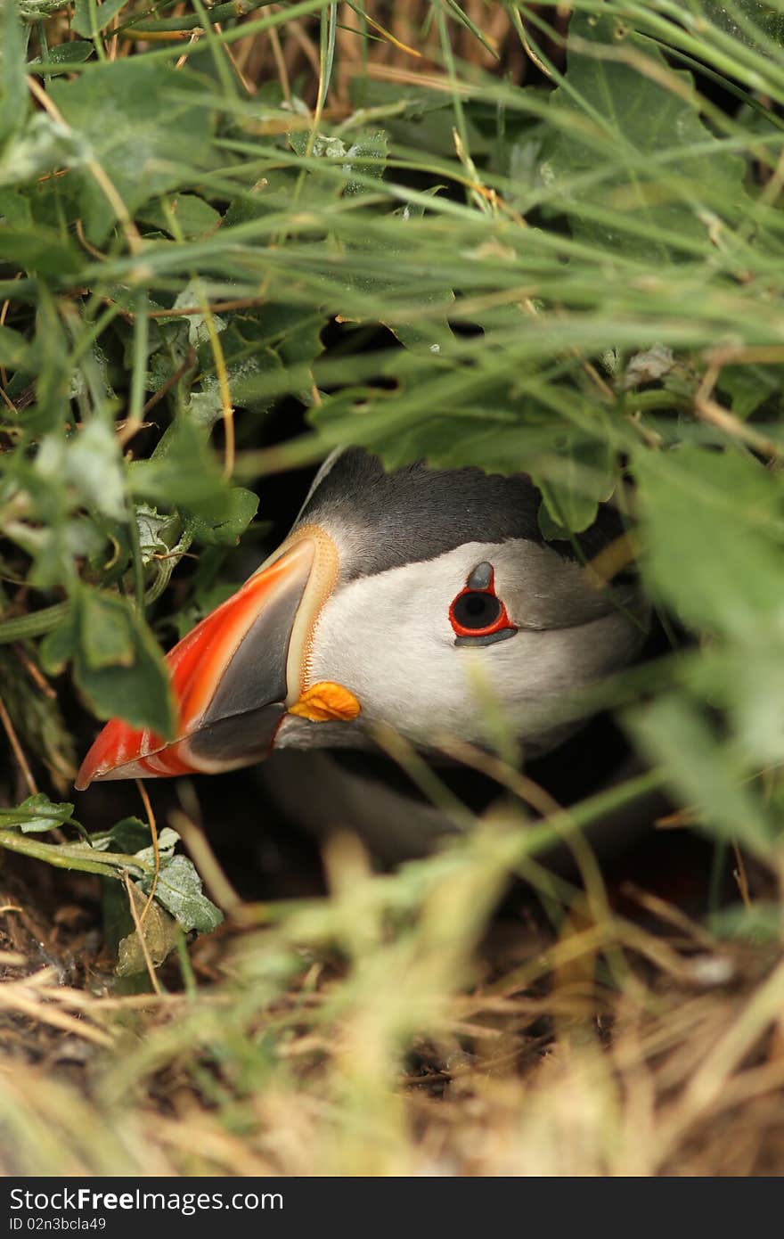 Puffin hiding in its burrow