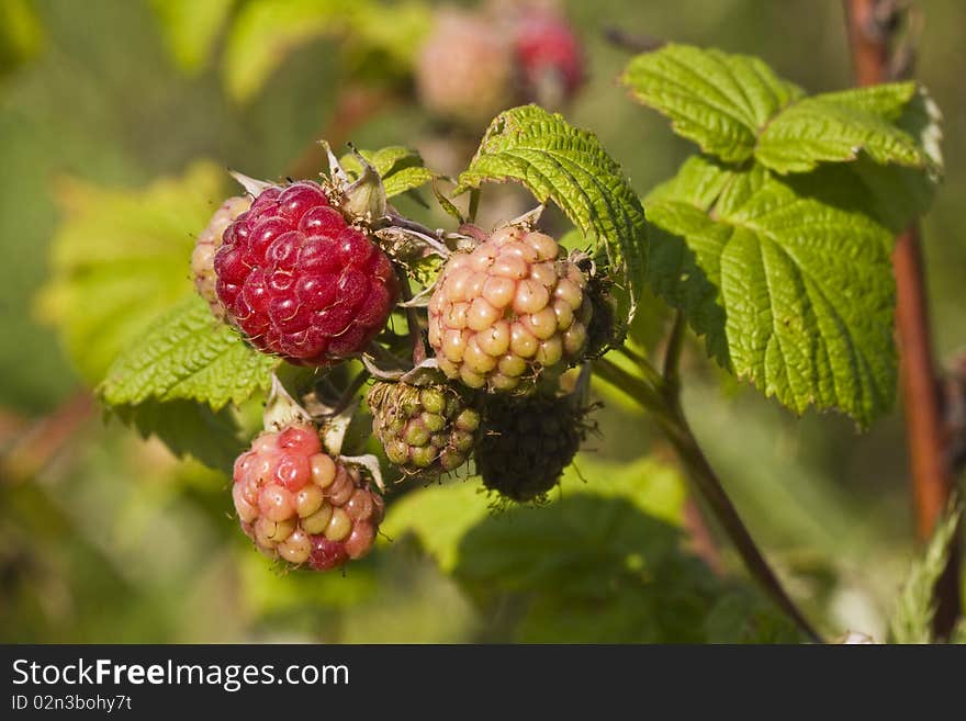 Ripe and unripe raspberries