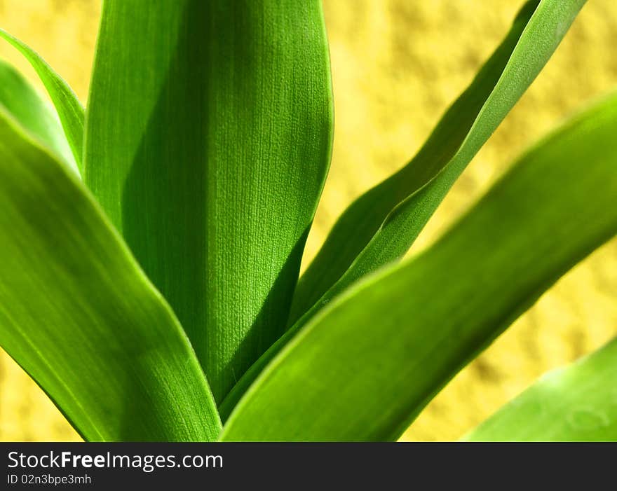 Green Long Leaves