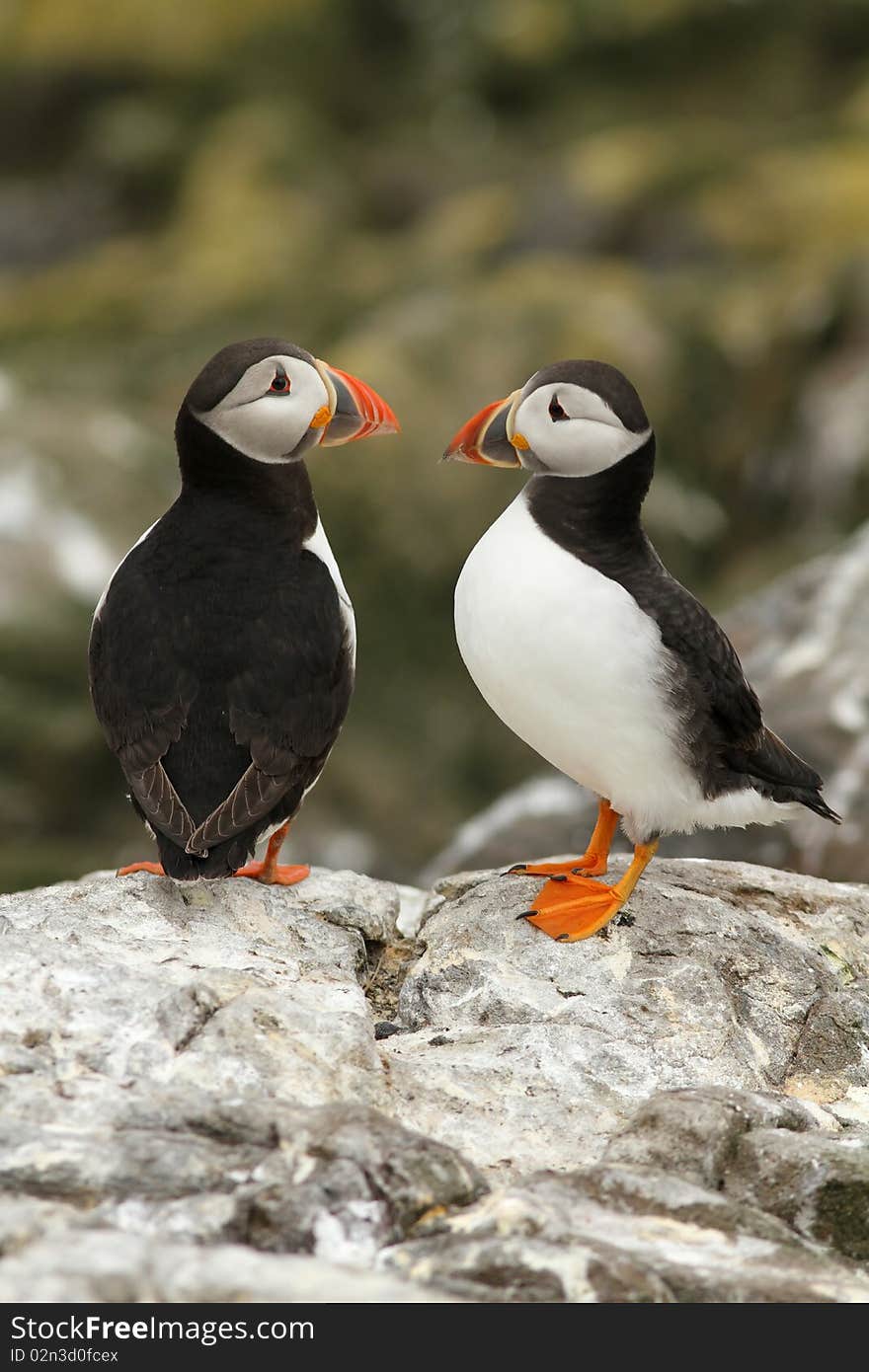 Puffins on a rock