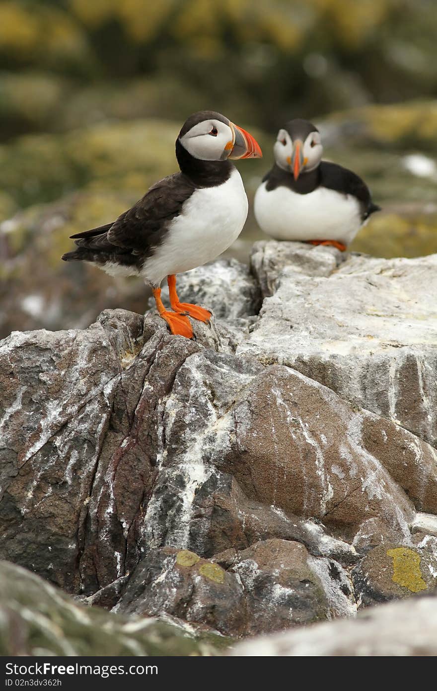 Puffins on a rock