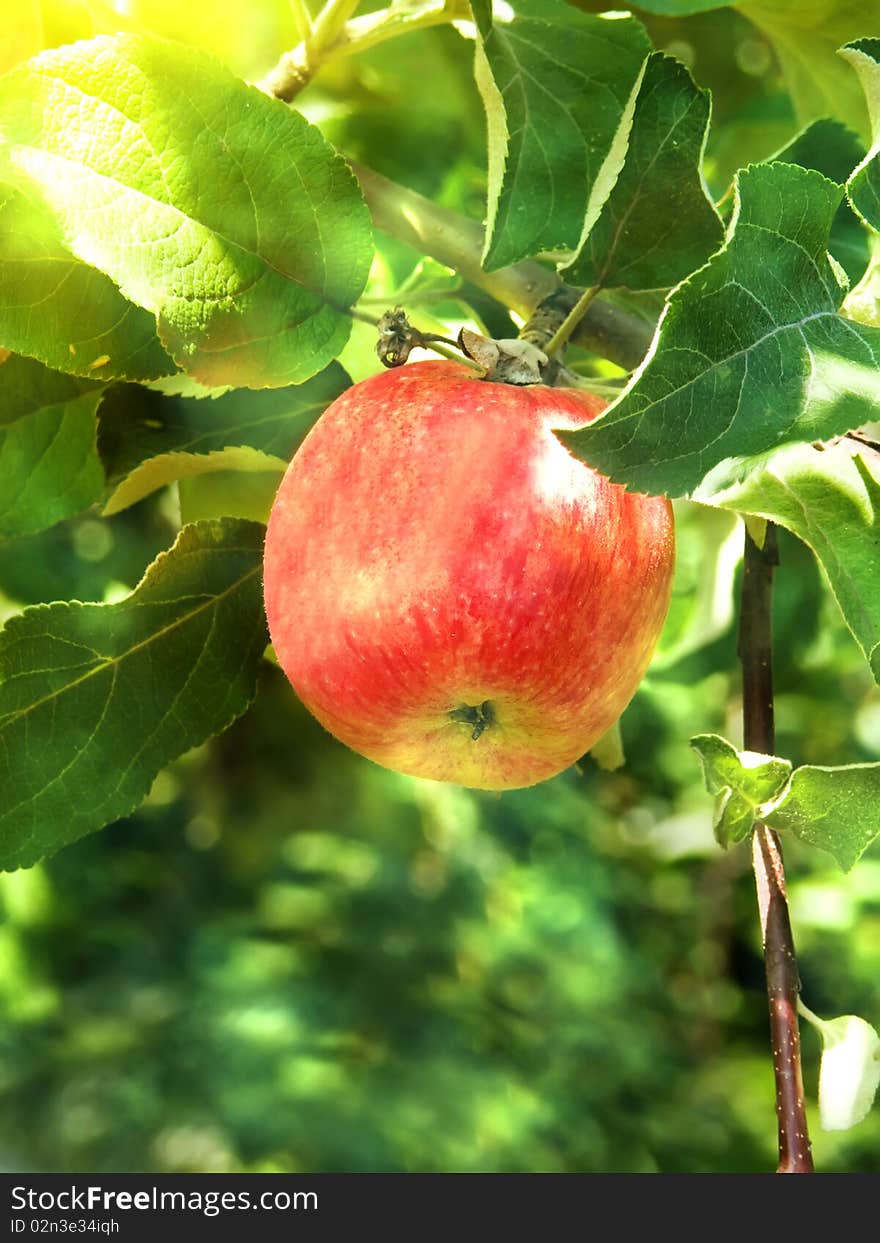 Red ripening on a tree branch in a garden in beams of the bright solar. Red ripening on a tree branch in a garden in beams of the bright solar