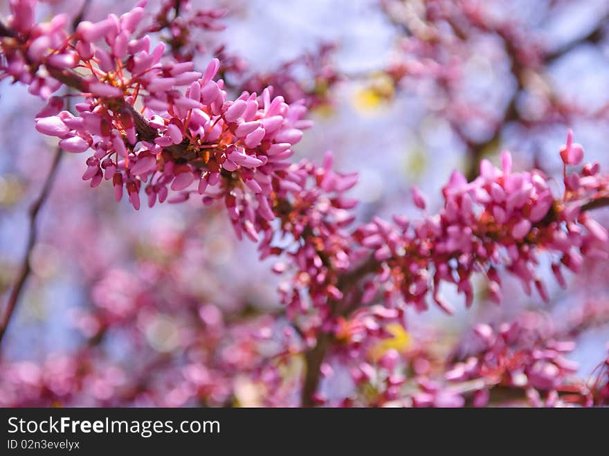 Beautiful Pink Flower Blossom