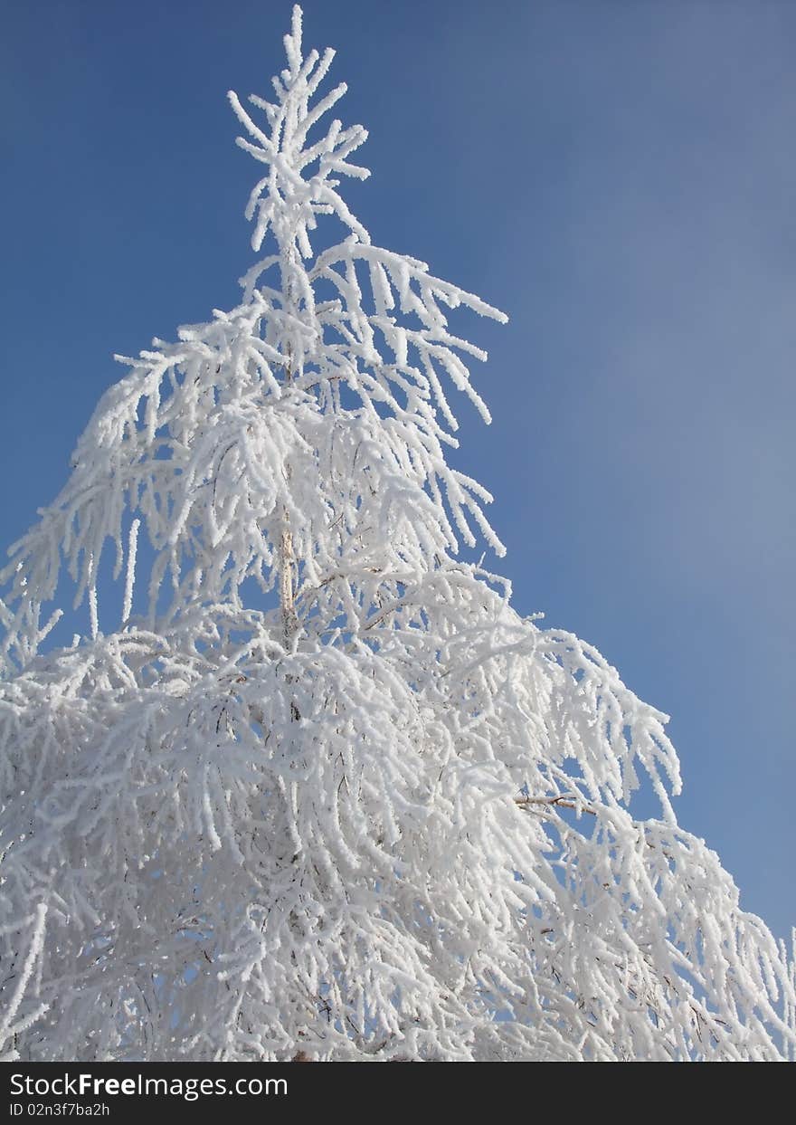 Winter landscape with tree in frosty day. Winter landscape with tree in frosty day