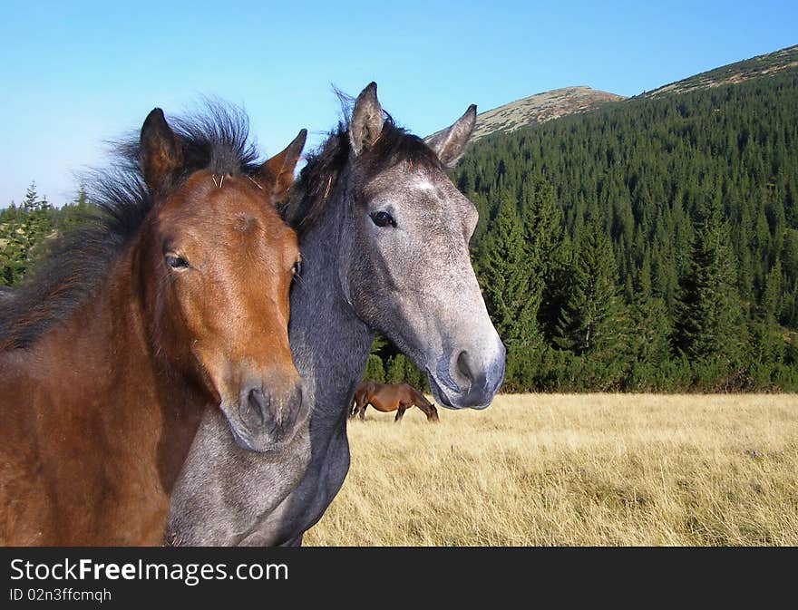 Two young stallions on a mountain summer slope