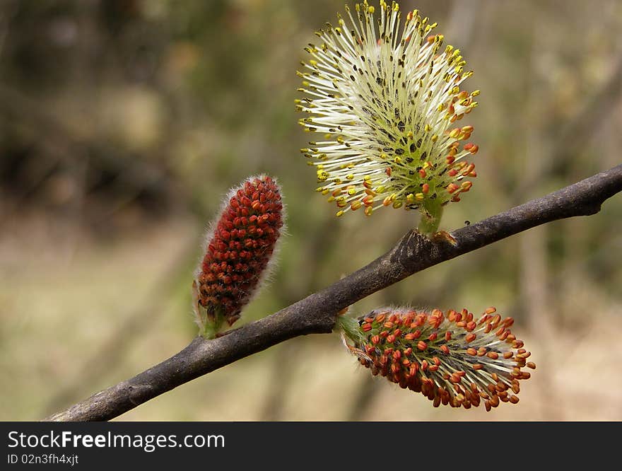 Spring branch of a willow