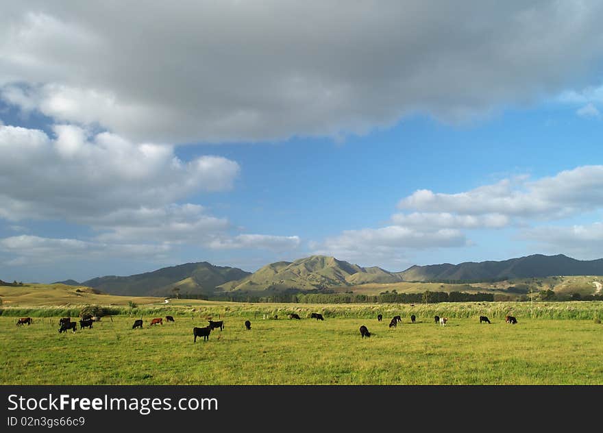 New Zealand landscape