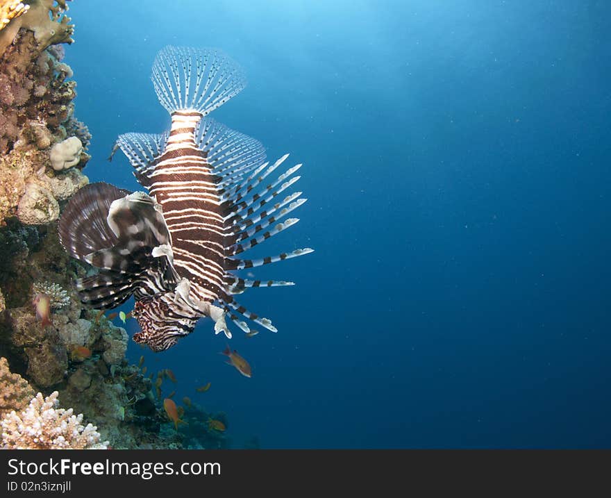 Lion Fish Swimming Upside Down