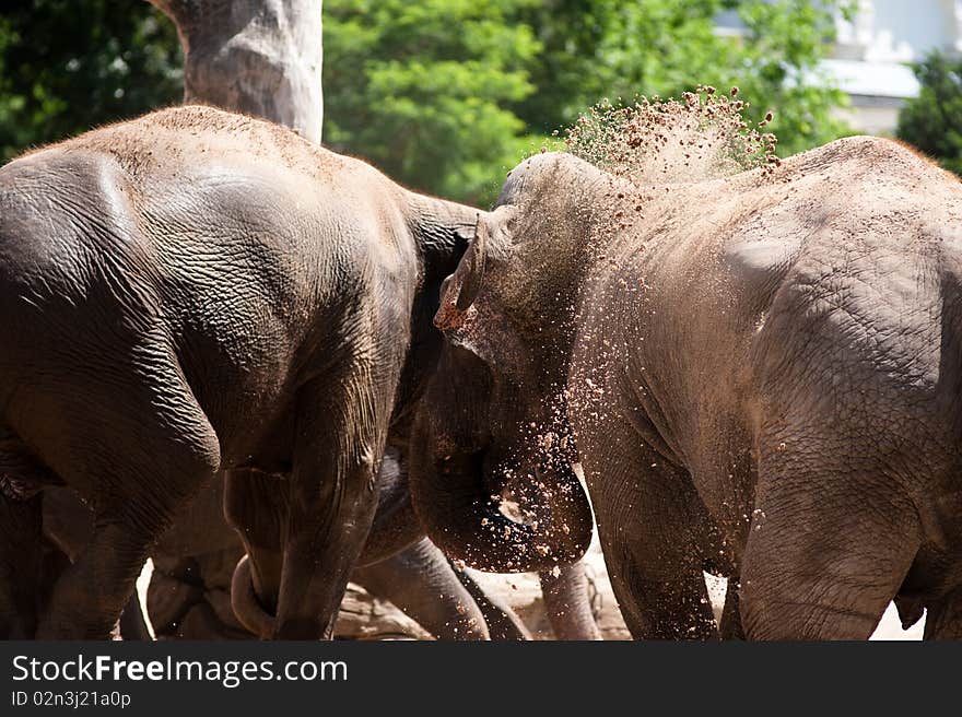 Indian Elephants