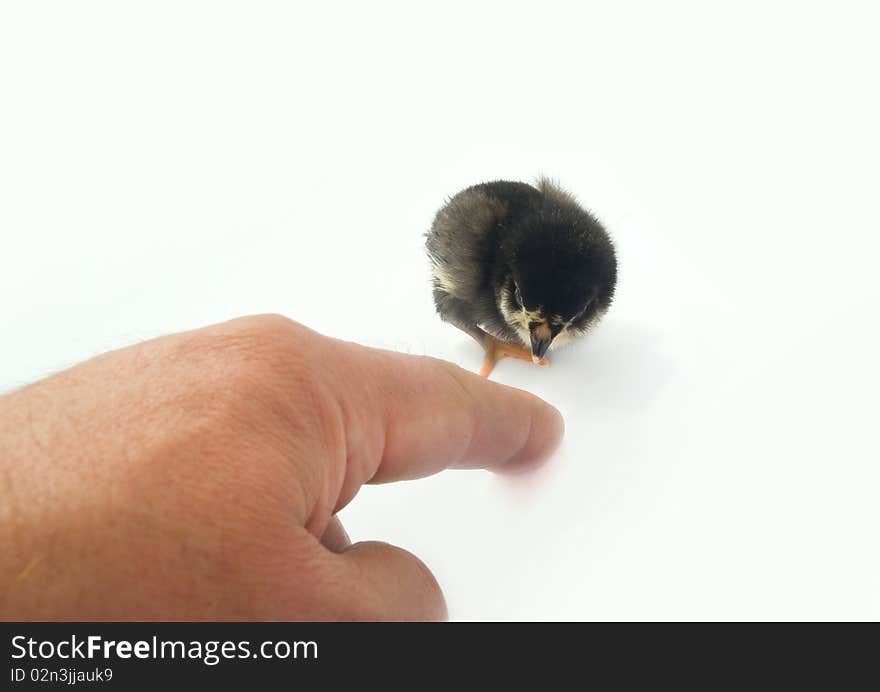 Finger and small chicken.