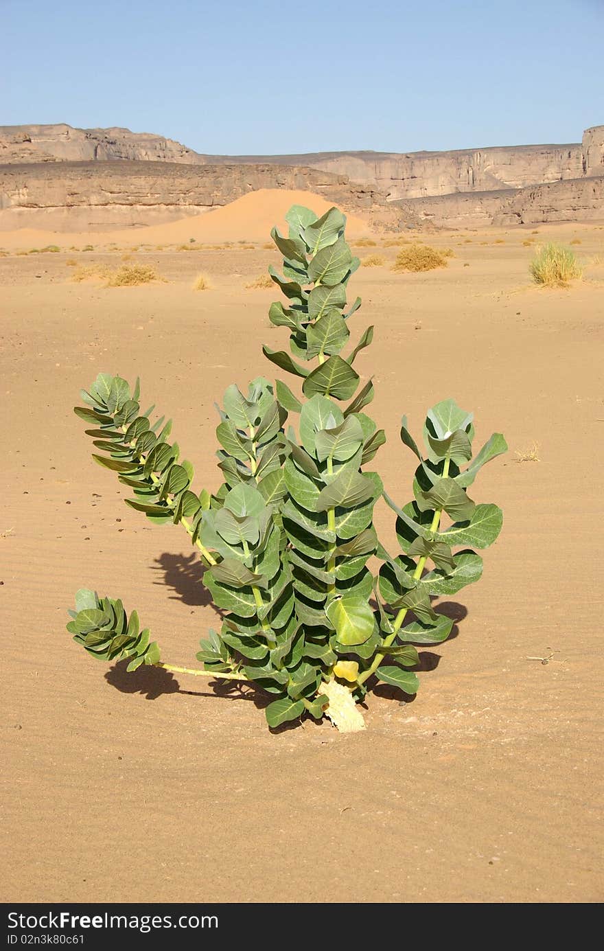 Plant in the desert of Libya, in Africa. Plant in the desert of Libya, in Africa