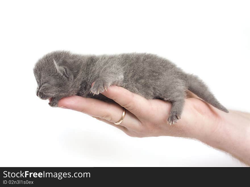 Blue british kitten in men's hand isolated on white background