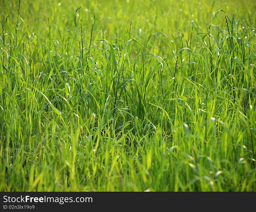 Color photo of a field with grass. Color photo of a field with grass