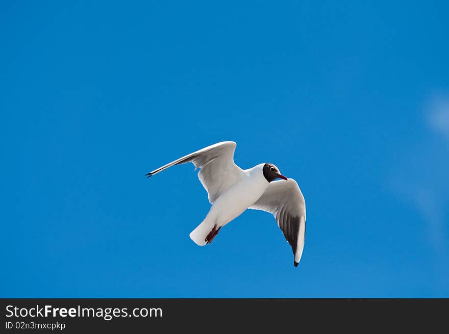 Seagull flying about in air and blue sky