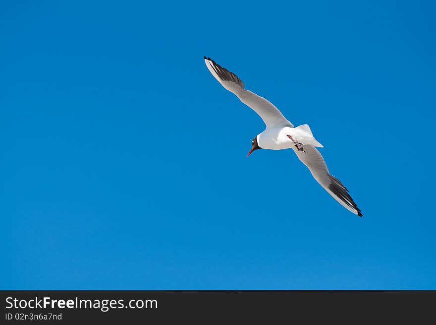 Seagull flying about in air and blue sky