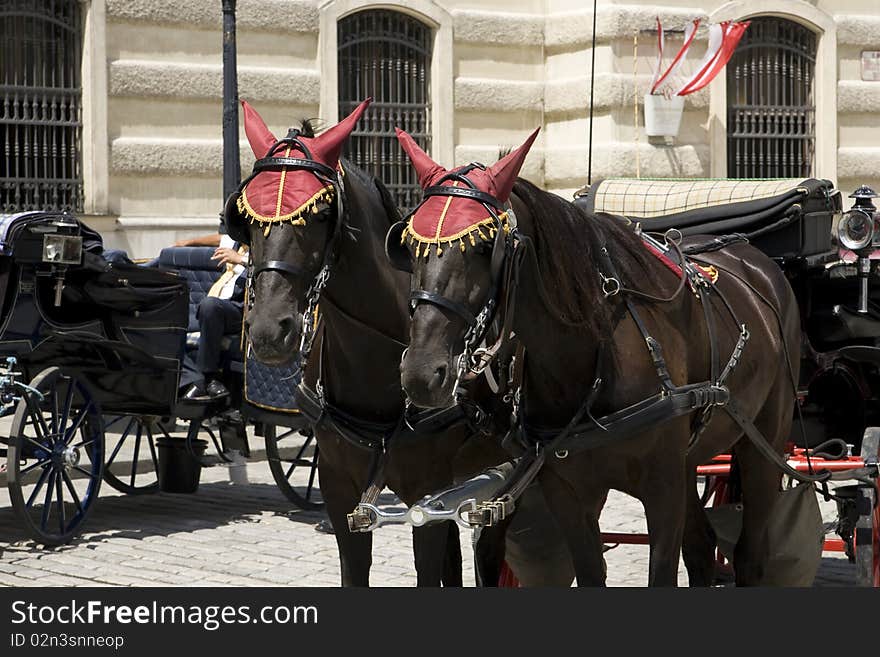 Traditional Horse Carrigage for sightseeing through vienna inner city. Traditional Horse Carrigage for sightseeing through vienna inner city.