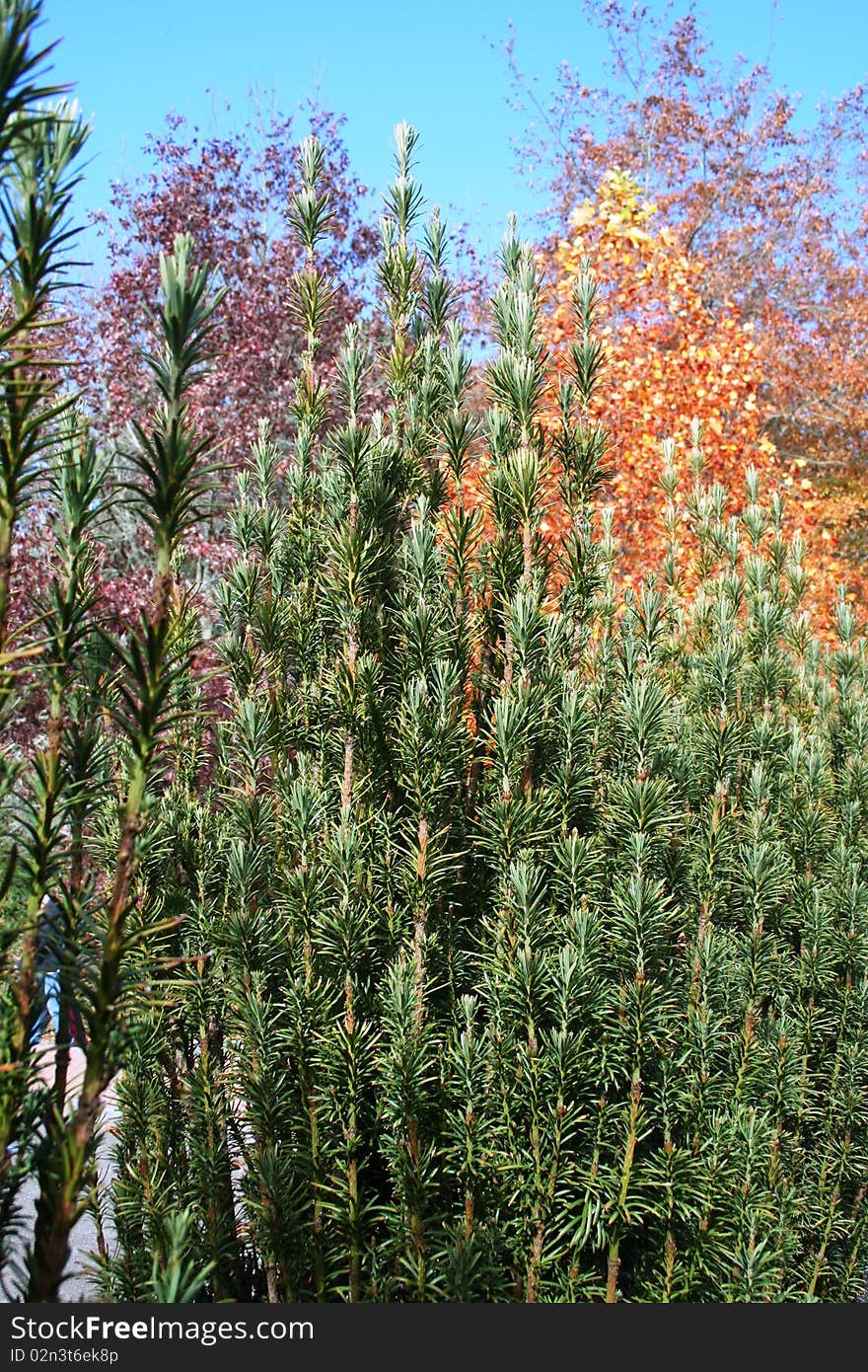 Autumn in the Adelaide Hills South Australia. Autumn in the Adelaide Hills South Australia