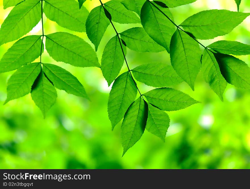 Green leaves in city park in the spring afternoon